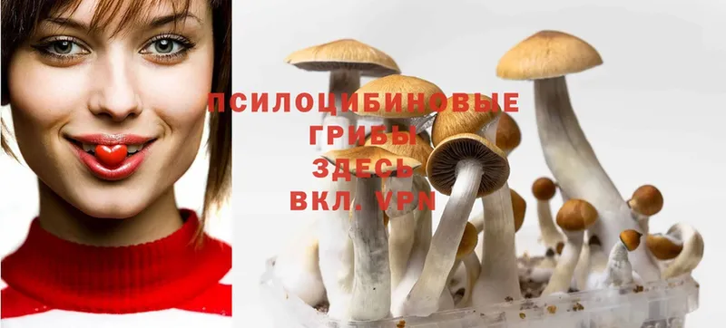 Псилоцибиновые грибы Psilocybe  Ковдор 